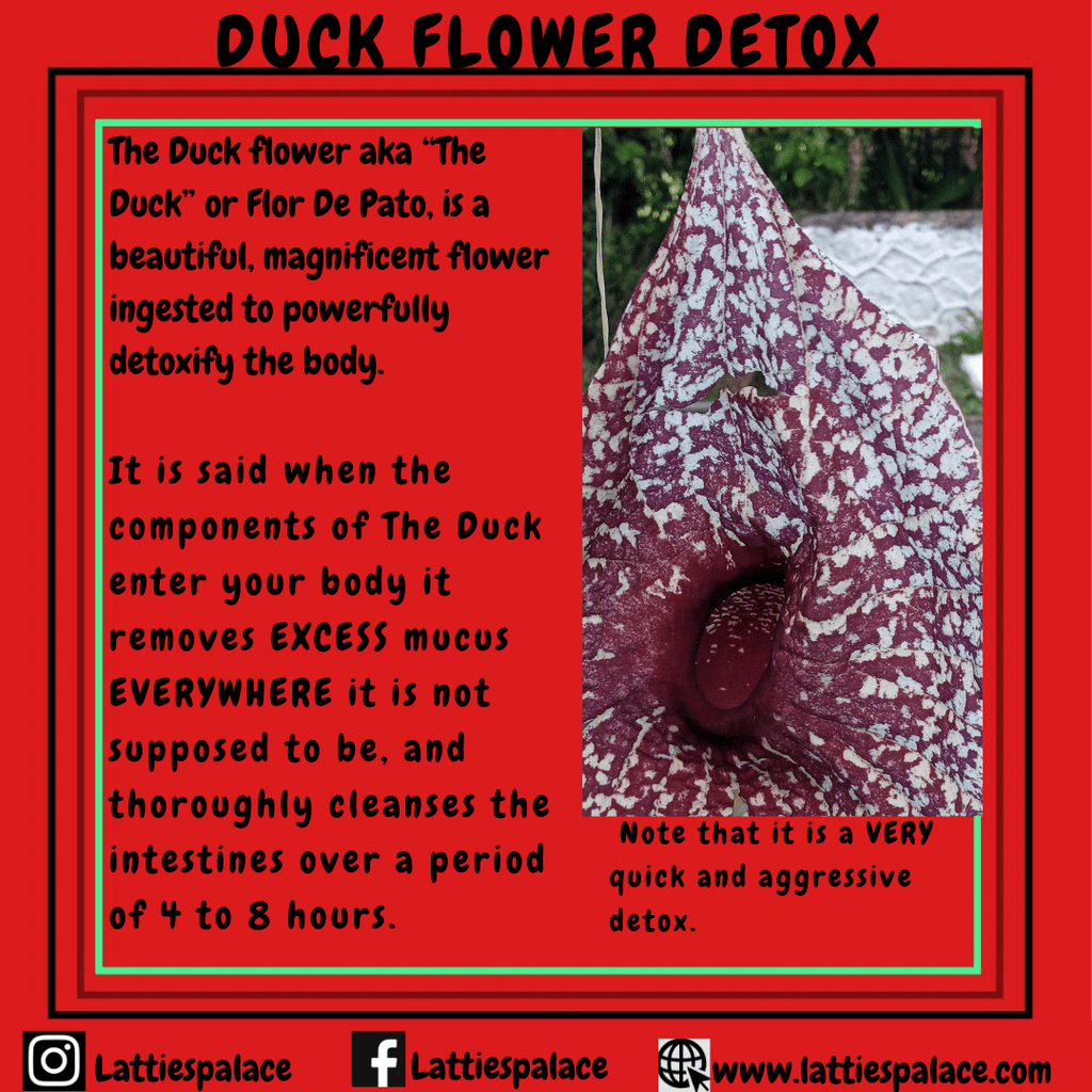 Duck Flower - Empress Energy herbal holistic Buy Duck Flower Duck Flowers from Empress Energy herbal wellness brand