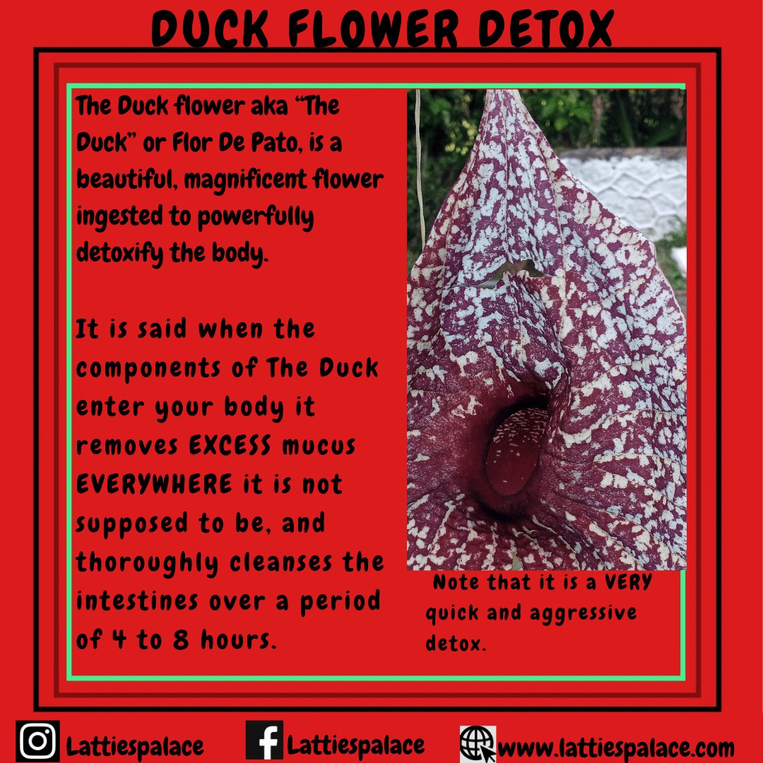 Duck Flower - Empress Energy herbal holistic Buy Duck Flower Duck Flowers from Empress Energy herbal wellness brand