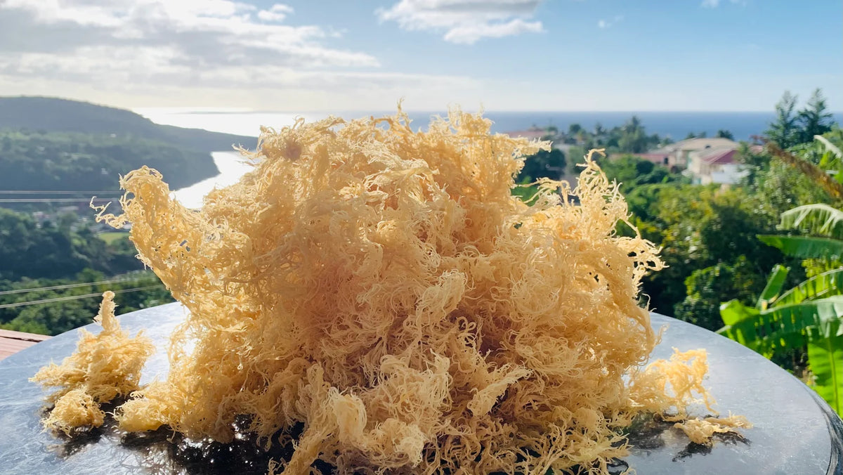 Wildcrafted sea moss with tropical coastal background for Empress Energy wholesale