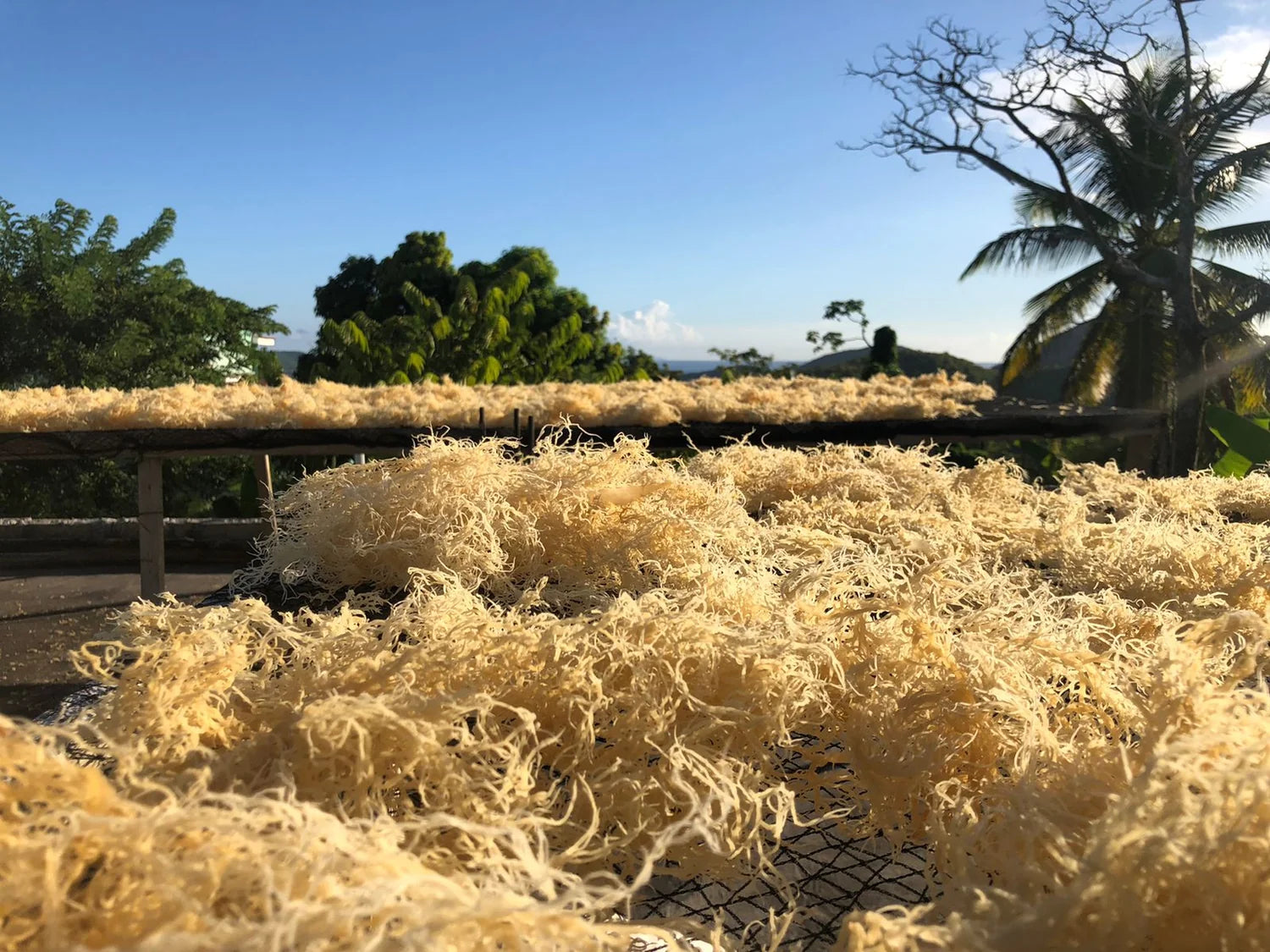 Bulk wildcrafted sea moss drying outdoors for Empress Energy wholesale